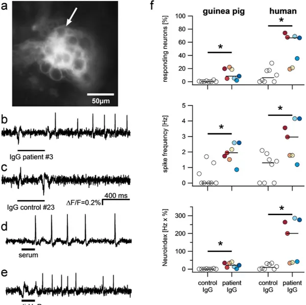 Figure 2.  Purified IgG from patients but not from healthy controls activate enteric neurons