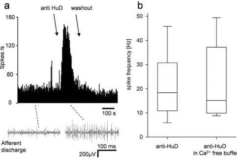 Figure 5.  Purified anti-HuD augments spike discharge in visceral sensory nerve fibers