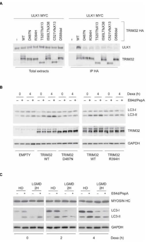 Fig. 6. TRIM32 pathological mutants are unable to interact with ULK1 and promote autophagy