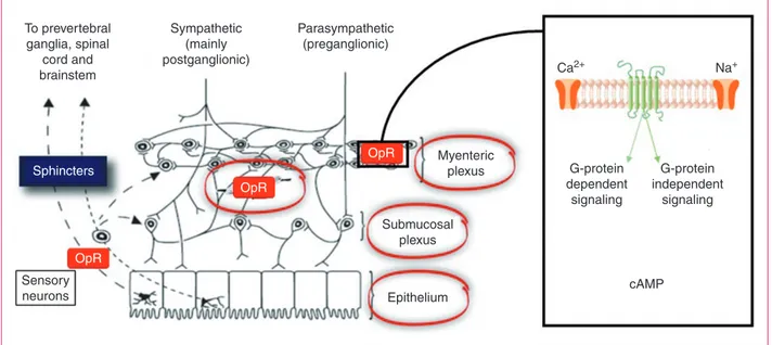 Figure 2. A highly schematic summary of the basic neural mechanisms leading to opioid-induced bowel dysfunction including constipation