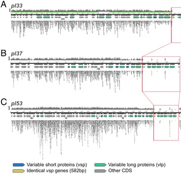 Fig. 4. RL phylogeny based on chromosomal alignments ( Datasets S3