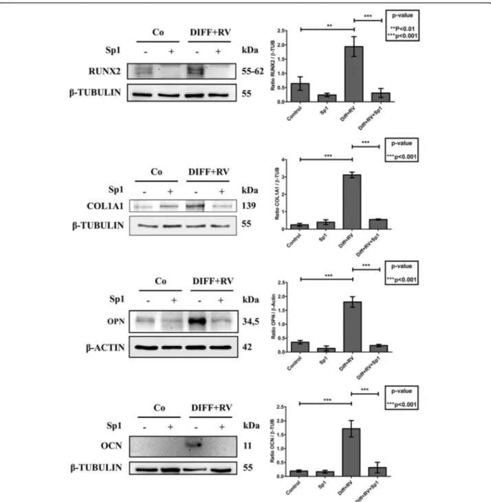 Fig. 10 Spautin-1 prevents the expression of osteoblastic differentiation markers in Human Gingival Mesenchymal Stem cells