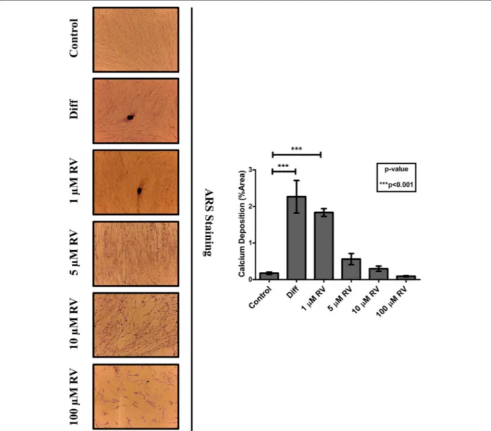 Fig. 2 Resveratrol promotes the osteoblastic differentiation of Human Gingival Mesenchymal Stem Cells