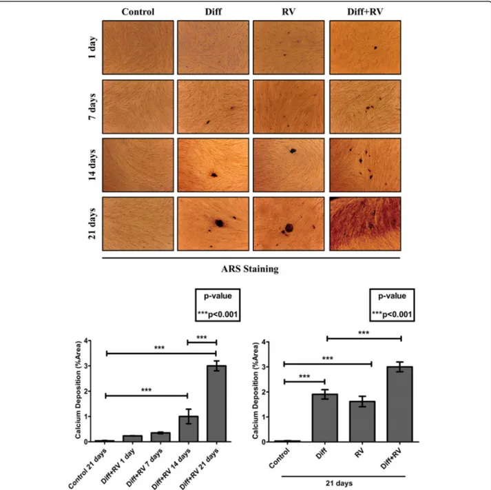 Fig. 3 Resveratrol synergizes with osteogenic inductive factors to accelerate osteoblastic differentiation of Human Gingival Mesenchymal Stem Cells