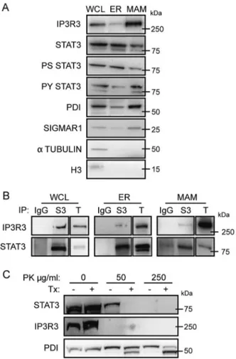Fig. 2 STAT3 localizes to the ER and MAM compartments and interacts with IP3R3. a Whole-cell lysates from MDA-MB-468 cells were fractionated and analysed by Western blot