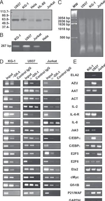 Fig. 2. Characterization of Gﬁ-1 binding sites in target genes by EMSA. ( Upper Left) α-Gﬁ-1 Western blot of in vitro synthesized Gﬁ-1 compared with TnT transcription/translation system programmed with vector-only control