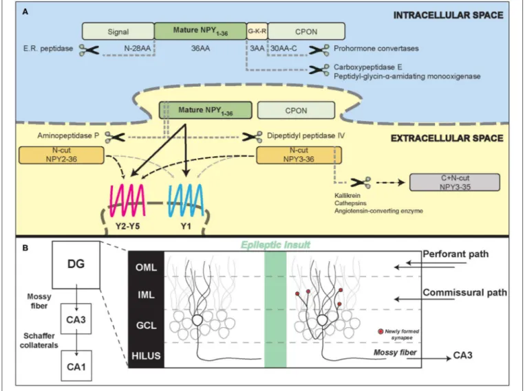 FIGURE 1 | Neuropeptide Y processing and its potential role in the epileptic hippocampal network