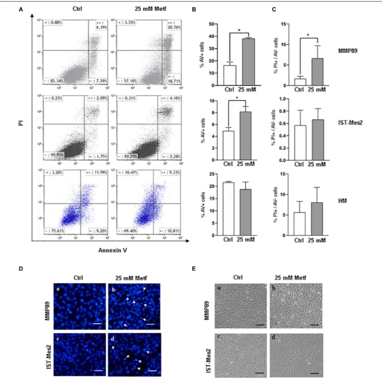 FIGURE 2 | Metformin induces apoptosis in MPM cells but not in HM cells. (A) Representative flow cytometry plots for apoptosis assessment in MMP89, IST-Mes2, and HM following 24 h of 25 mM metformin treatment