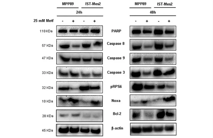 FIGURE 3 | Induction of pro-apoptotic proteins after metformin treatment in MPM cells