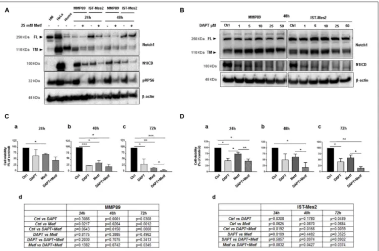 FIGURE 4 | Effect of metformin and DAPT treatment on Notch1 activation and MPM cell viability