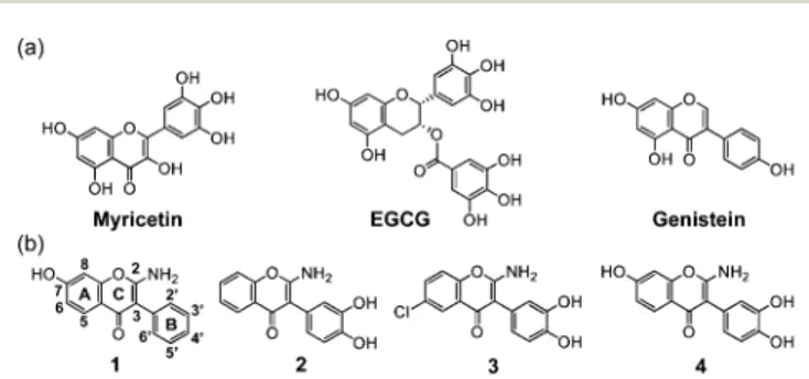 Fig. 1 Chemical structures of (a) naturally occurring ﬂavonoids (myricetin, EGCG, and genistein) and (b) synthetic aminoiso ﬂavones (1 –4)
