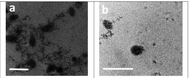 Figure 4 shows the TEM images of MTZ-PMs (NM3). 