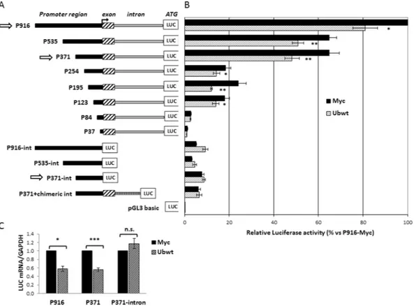 Figure 3.  Effect of ubiquitin transfection on UBC promoter-driven luciferase expression