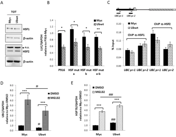 Figure 4.  Investigating the role of HSF1 and HSF2 transcription factors in UBC downregulation