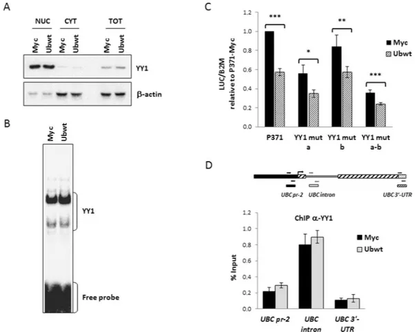 Figure 6.  Investigating the role of YY1 transcription factor in UBC downregulation. (A) Immunoblot analysis 