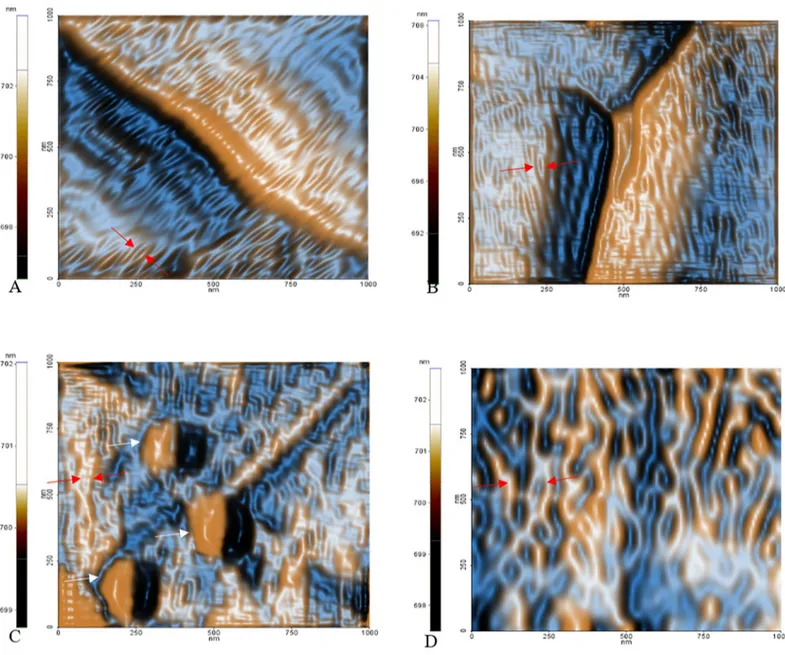 Fig 12. Colour enhanced representative images of FF transformed amplitude signals. Red arrows indicate the nanometric domains of the CaOx crystals free of AE