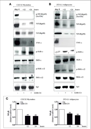 FIGURE 7 | GSH-C4 treatment prevents the induction of NFκB-signaling pathway in C2C12 myotubes and 3T3-L1 adipocytes