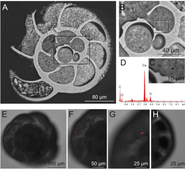 Figure 2.  ESEM micrographs (A–C) showing the presence of Ti nanoparticles in the treated A