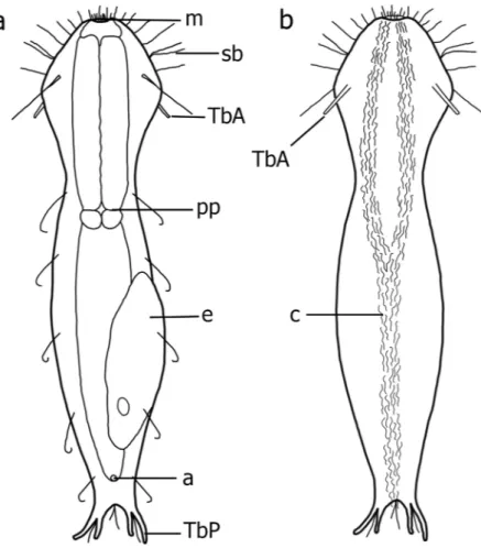 Figure 1.  Redudasys brasiliensis sp. nov. Schematic drawing. (a) Dorsal view. (b) Ventral view