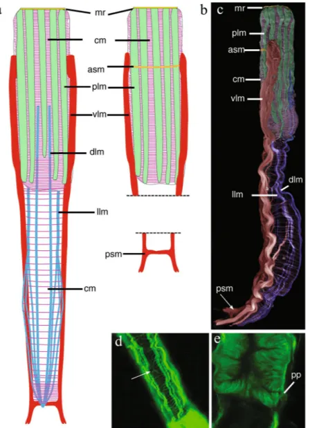 Figure 4.  Redudasys brasiliensis sp. nov. Reconstruction of the musculature from confocal laser scanning 