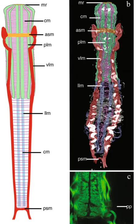 Figure 6.  Redudasys fornerise. Reconstruction of the musculature from confocal laser scanning microscopy 