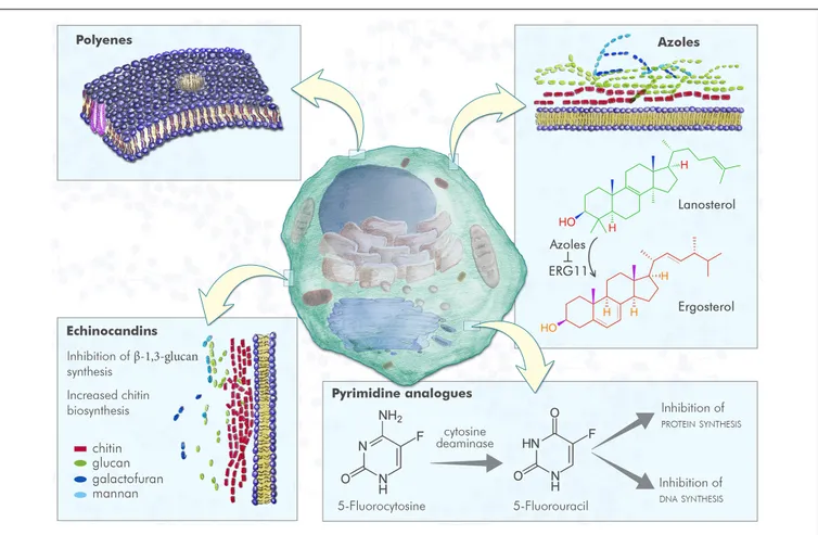 FIGURE 1 | Fungal cell and antifungal mechanism of action. Polyenes induce the formation of pores in fungal plasma membrane, with a consequent increased membrane permeability; azoles inhibit ERG11, the enzyme that converts lanosterol in 4,4-dimethylcholest
