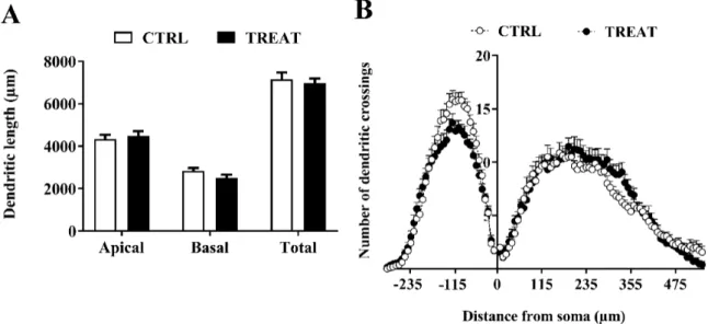 Figure 3. Creatine prenatal treatment effects on CA1 pyramidal cell excitability in adult progeny