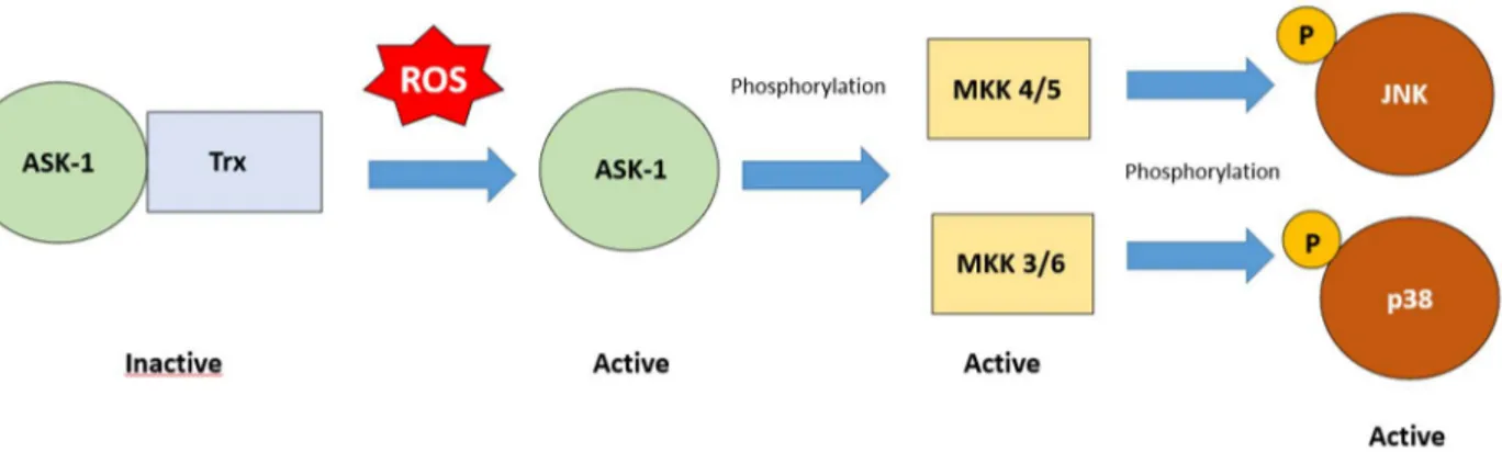 Figure 3 MAPK activation by ROS. ROS induce the dissociation of Trx from the initiator of the  stress-activated  protein kinases ( SAPKs) signaling cascade,  apoptosis-regulating signal kinase 1  (ASK-1)