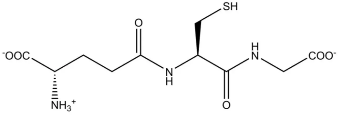 Figure 6 Enzymes involved in the de novo synthesis of GSH. 