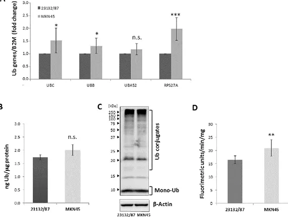 Figure  1.  Evaluation  of  Ub  gene  expression,  Ub  protein  levels  and  proteasome  activity  in  23132/87  and 