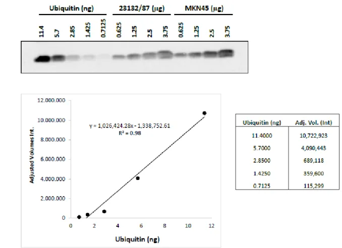 Figure S2. Quantification of total ubiquitin content in 23132/87 and MKN45 gastric cancer cells