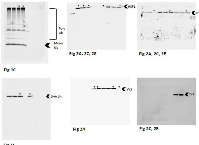 Figure S3. Full length immunoblots for results shown in Figure 1 and Figure 2. 