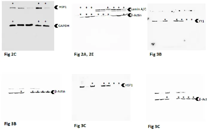 Figure S4. Full length immunoblots for results shown in Figure 2 and Figure 3. 