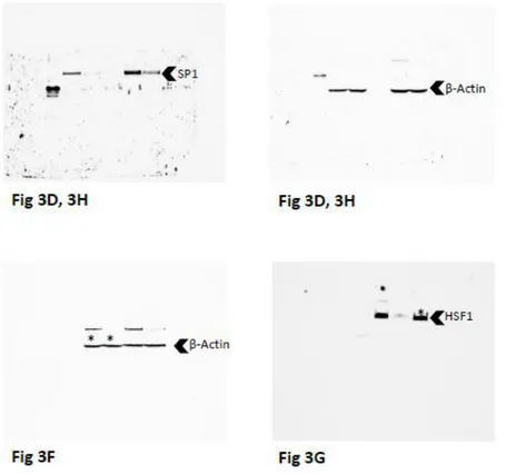 Figure S5. Full length immunoblots for results shown in Figure 3. 