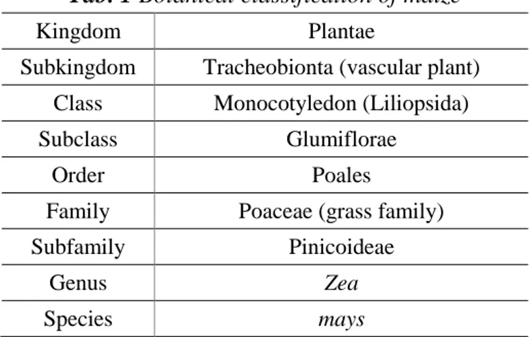 Tab. 1 Botanical classification of maize 