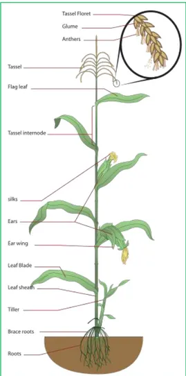Fig. 6 Maize plant