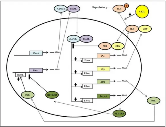 Figura  5:  rappresentazione  schematica  del  pathway  molecolare  dei  clock-genes  nei  Mammiferi