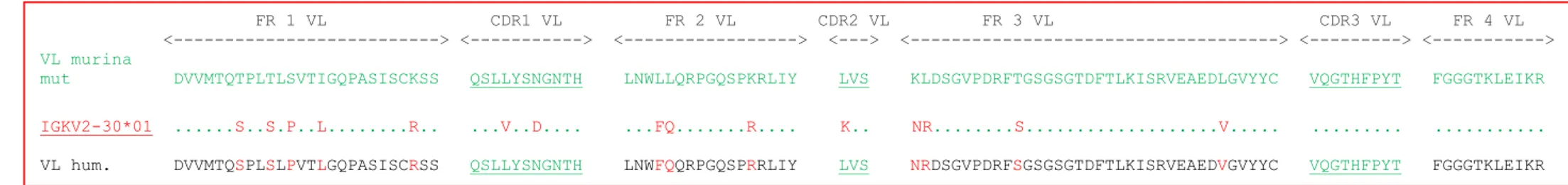 Fig. 17: omologia tra la regione VL del 2G8 murino e la germline  IGKV2-30*01 .  In NERO è riportata la regione VH finale umanizzata