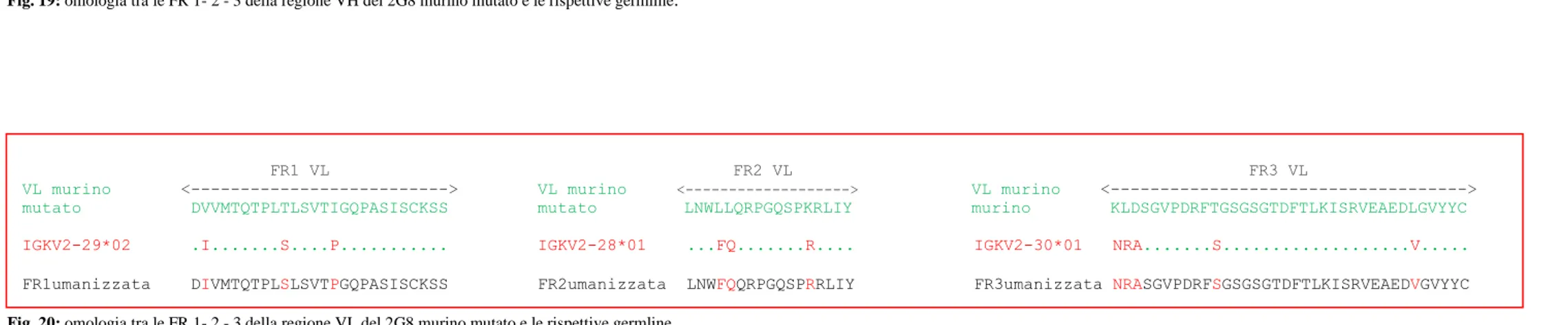 Fig. 20: omologia tra le FR 1- 2 - 3 della regione VL del 2G8 murino mutato e le rispettive germline