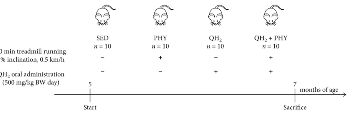 Figure 1: Scheme of SAMP8 mouse study.