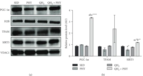 Figure 7: Western blot analysis (a) and relative protein quantiﬁcation (b) of PGC-1α, TFAM, and SIRT5 expressed in tibialis anterior (TA) muscle, in sedentary (SED), physical exercise (PHY), ubiquinol (QH 2 ), and ubiquinol associated with physical exercis