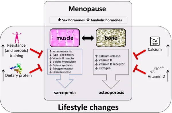 Figure 1. Menopause-related factors affecting muscle and bone and their possible prevention through 