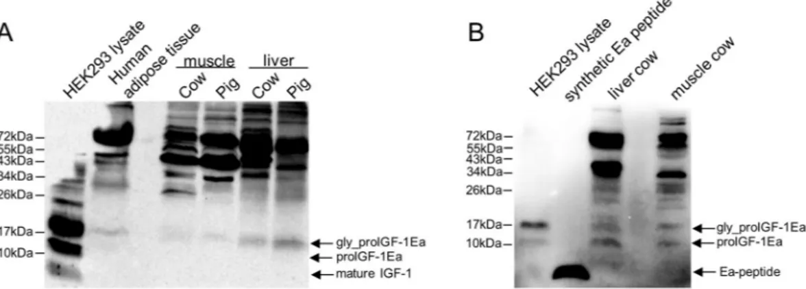 Figure 2.  Immunoblotting of several mammalian tissues using an antibody directed against mature IGF-1 