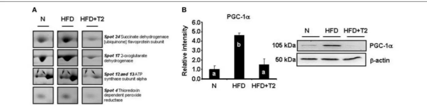 FIGURE 2 | Examples of differential representation of mitochondrial proteins and PGC-1α in gastrocnemius muscle of N, HFD, and HFD+T2 rats