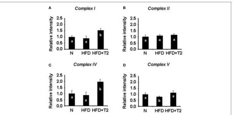 FIGURE 4 | BN-PAGE-based in-gel activity of individual mitochondrial respiratory complexes from gastrocnemius muscle of N, HFD, and HFD+T2 rats