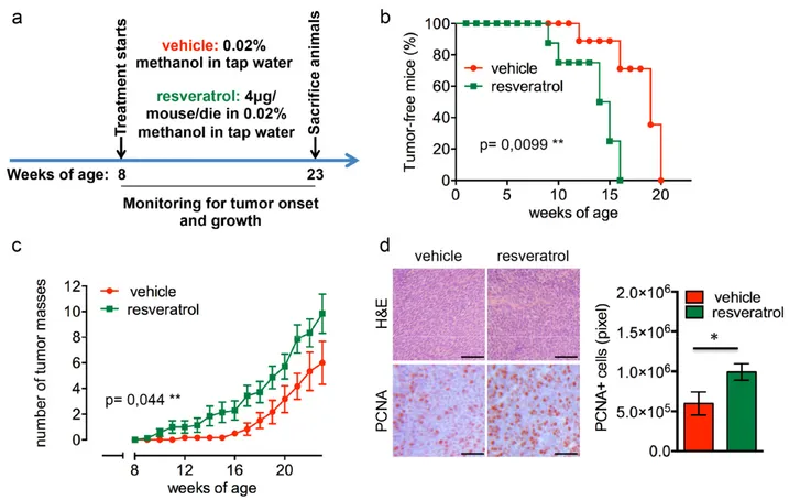 Figure 1. Resveratrol fuels mammary tumor formation in a luminal B breast cancer in vivo model
