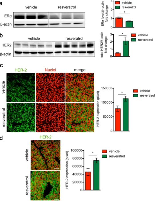 Figure 2.  Resveratrol treatment induces HER2 over-expression and ER α down-regulation in HER2+/ERα+ mammary carcinomas