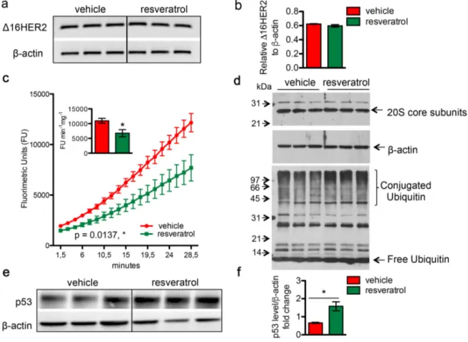 Figure 4. Resveratrol inhibits the chymotrypsin-like activity of 20S proteasome and resulted in an increased accumulation of protein-ubiquitin conjugates