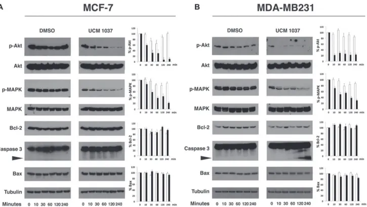 Figure 8: Time course of protein expression in UCM 1037 breast cancer treated cells.  MCF-7 (panel A) and MDA-MB231 cells (panel  B) cells were treated with DMSO 0.1% or UCM 1037 10 -4  M for 0, 10, 30, 60, 120, 240 minutes and then subjected to Western bl