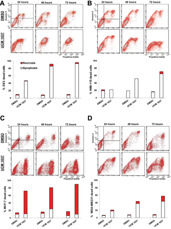 Figure 4: Detection of apoptosis and necrosis by Annexin-V/Propidium Iodide assay.  DX3 (panel A), WM-115 (panel B),  MCF-7 (panel C) and MDA-MB231 (panel D) cells were treated with 0.1% DMSO or with UCM 1037 10 − 4  M dissolved in 0.1% DMSO